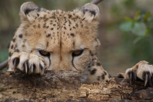 Cheetah (Photo Sophia de Crespigny)